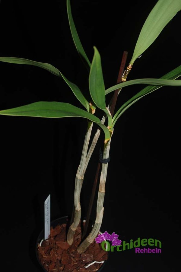Dendrobium delicatum
