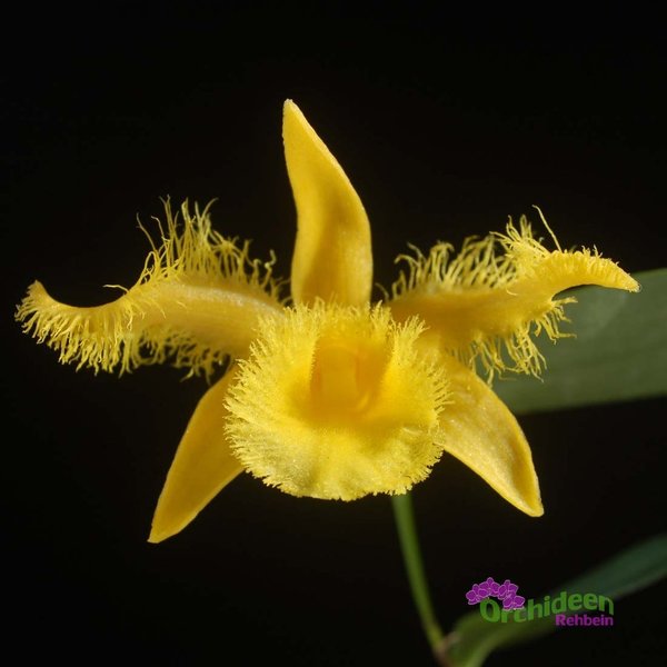 Dendrobium harveyanum, getopft