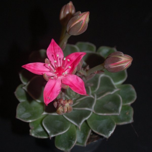 Graptopetalum bellum, Syn. Tacitus bellus - Blütenfarbe Pnik, kurzstielig, Sukkulente