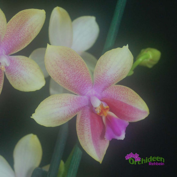 Phalaenopsis Liodoro, 2 Rispen, Duftorchidee