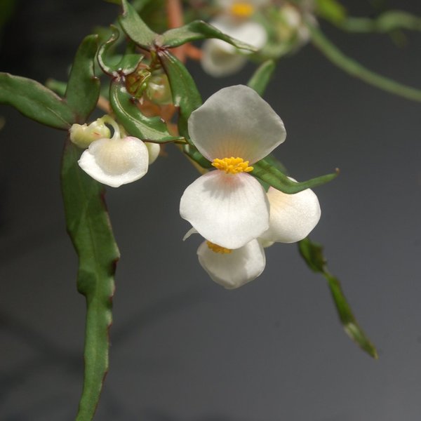 Begonia partita - Bonsai-Begonie