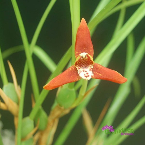 Maxillaria tenuifolia - Duftorchidee