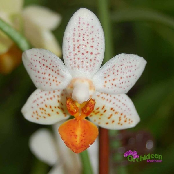 Phalaenopsis Mini Mark, 2 Pflanzen im Topf, NICHT knospig/NICHT blühend