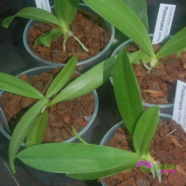 Phalaenopsis cornu cervi var. flava