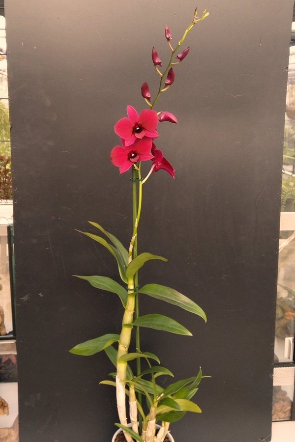 Dendrobium phalaenopsis Hybride Bordeaux, groß