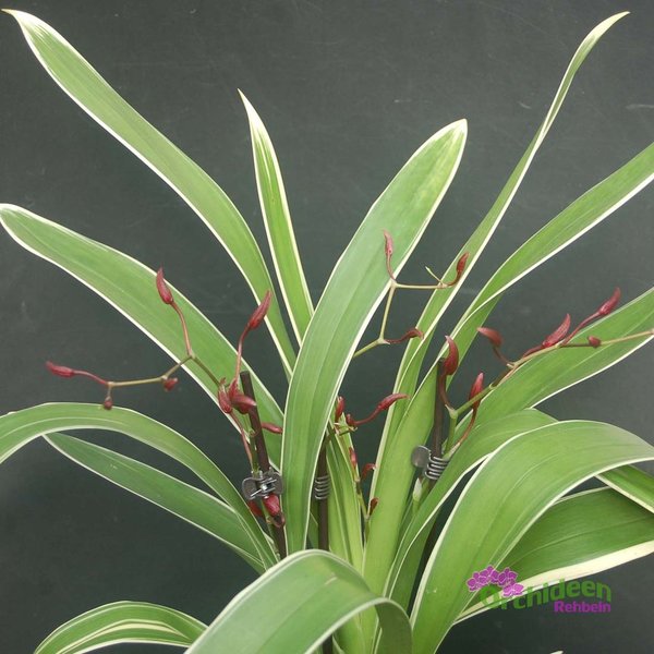 Oncidium Katrin Zoch - Duftorchidee - grün-weiss gestreifte Blätter