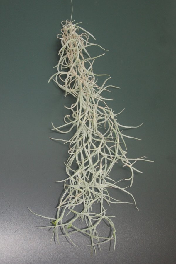 Tillandsia usneoides, grob, silber