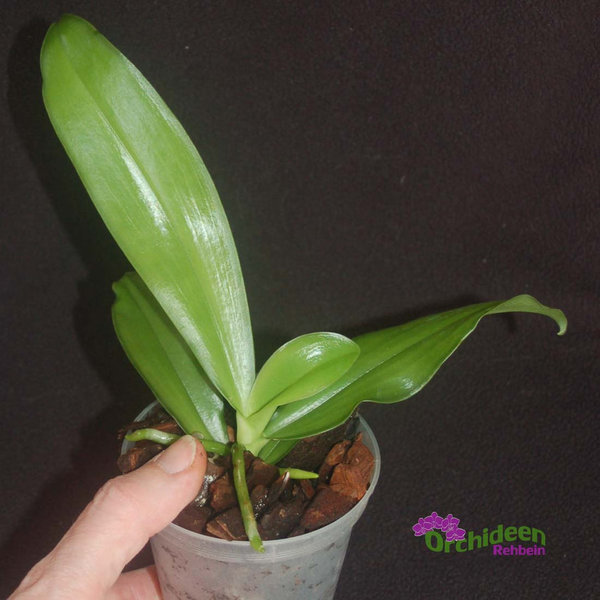 Phalaenopsis mariae
