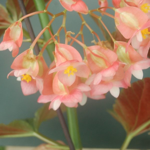 Begonia corallina Hybride Lucerna - Engelsflügel-Begonie