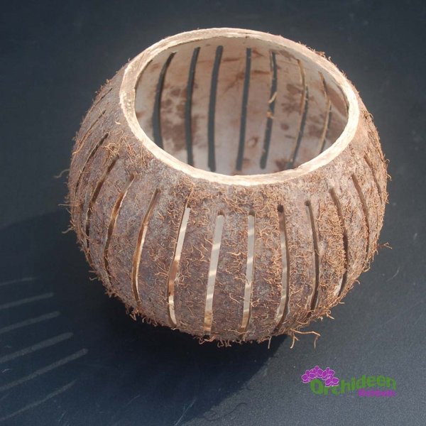 Kokosnuss mit Längsrillen als Übertopf oder zum Bepflanzen - OHNE PFLANZEN