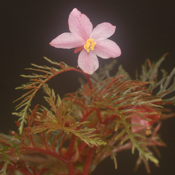 Begonia  bipinnatifida