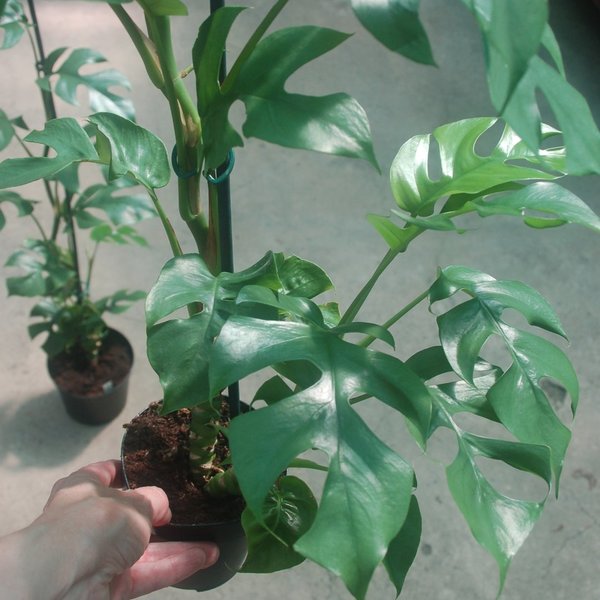 Philodendron Spec.