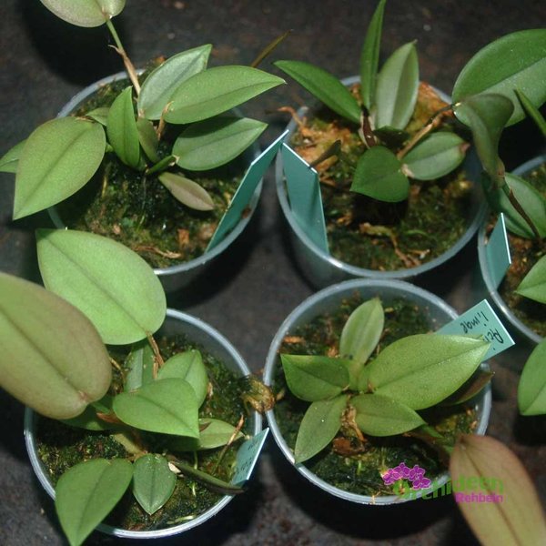 Acianthera limae - Syn. Pleurothallis limae