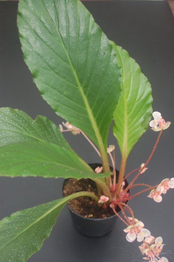 Begonia rhizocarpa
