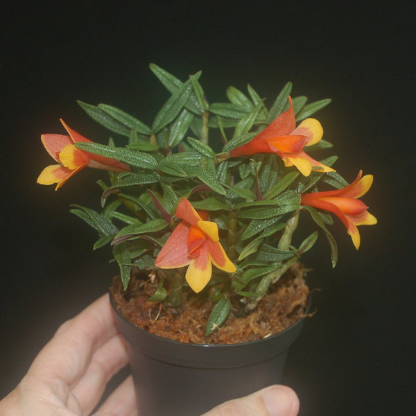 Dendrobium cuthbertsonii x sulawesiense, orange