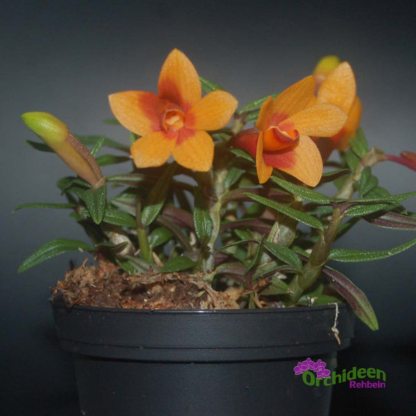 Dendrobium cuthbertsonii x sulawesiense, orange