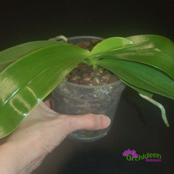Phalaenopsis hieroglyphica-Duftorchidee