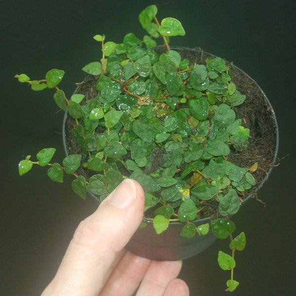 Ficus spec, kleinblättrige Rankpflanze