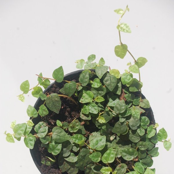 Ficus spec, kleinblättrige Rankpflanze