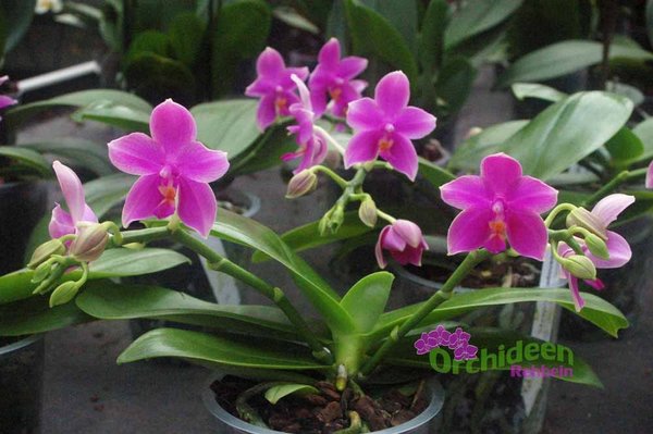 Phalaenopsis violacea Hybride - Duftorchidee