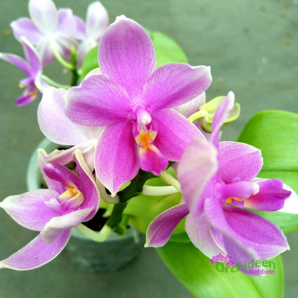 Phalaenopsis violacea Hybride - Duftorchidee, 2 Rispen