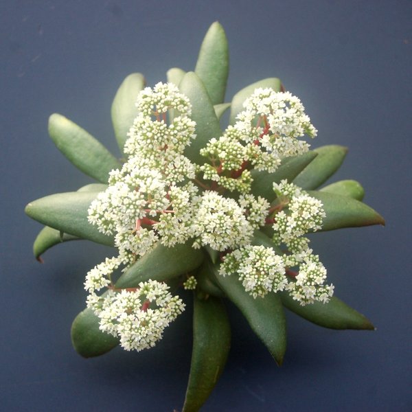 Crassula Rosularis - Duftpflanze