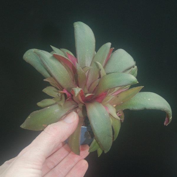 Crassula Rosularis - Duftpflanze
