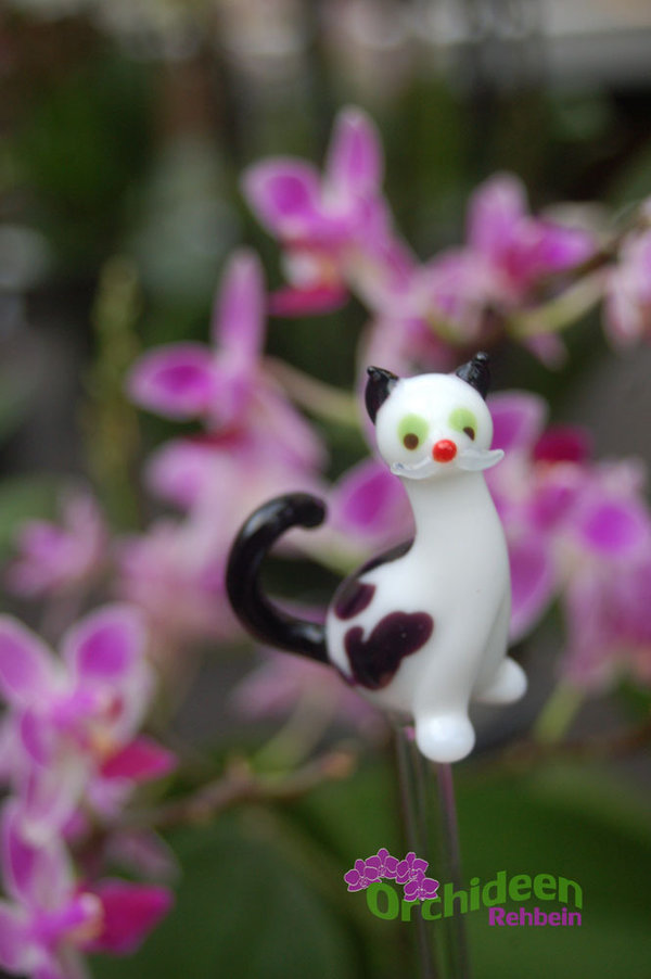 Orchideenstab - Motiv: Katze, höhenverstellbar