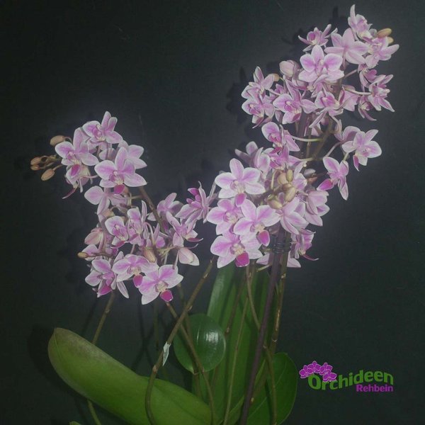 Phalaenopsis equestris Hybride Multiflower, kleinblumig, weiss-pink