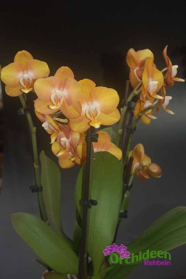Phalaenopsis-Hybride Las Vegas Bronze,  2  Pflanzen im Topf, 3-4 Rispen insgesamt