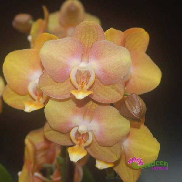 Phalaenopsis-Hybride Las Vegas Bronze,  2  Pflanzen im Topf, 3-4 Rispen insgesamt