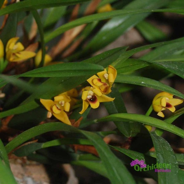 Maxillaria variabilis, XL
