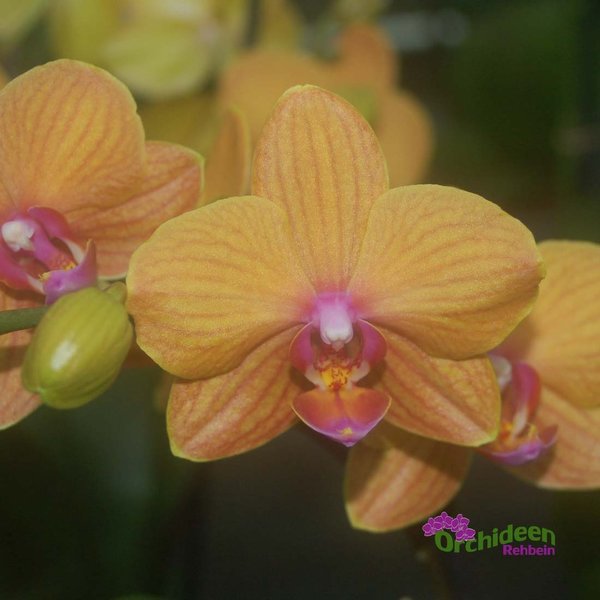 Phalaenopsis-Hybride hellorange  1  Pflanze im Topf,  2 Rispen