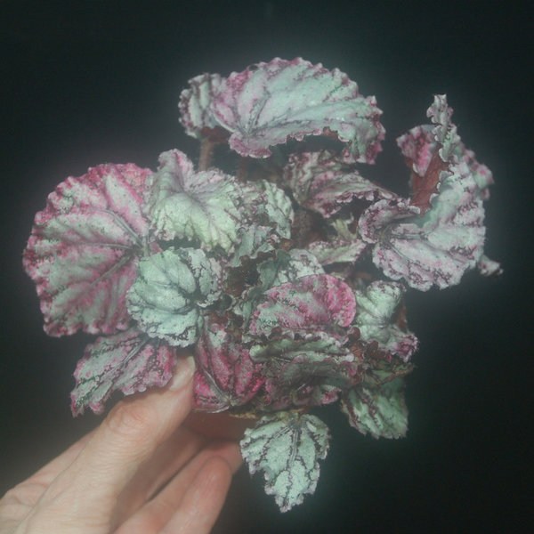Begonia Rex Hybride Silber-Magenta gemustert