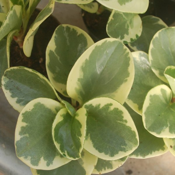 Peperomia obtusifolia variegata, weisser Rand