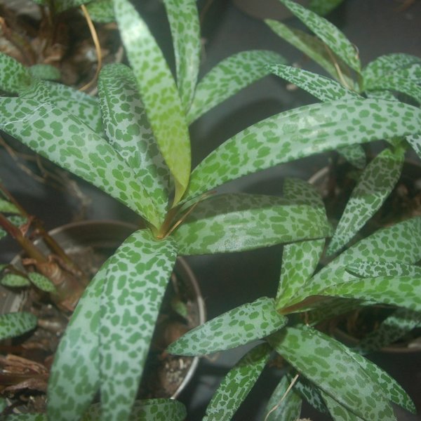 Scilla violacea (Syn.) -  Ledebouria socialis
