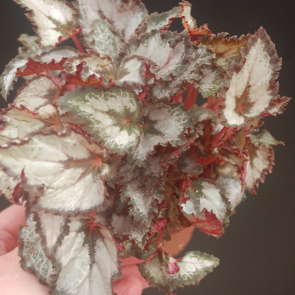 Begonia Rex Hybride Silber mit dunklem Rand