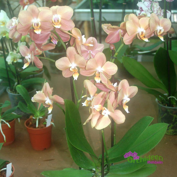 Phalaenopsis-Hybride Puder,  1  Pflanze mit 2 Rispen, verzweigt