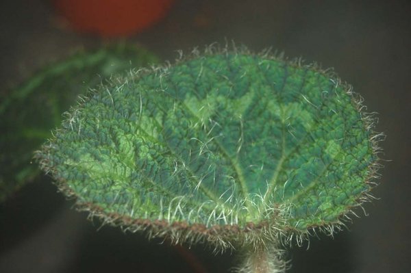 Begonia sizemoreae - behaarte Begonie - Rarität