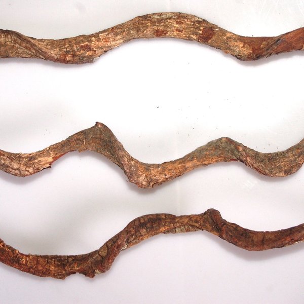 Drachenliane, gestreckt,  ca. 45-55cm 1 Stück