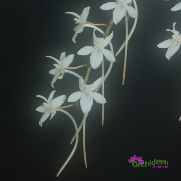 Aerangis mystacidii - Duftorchidee, aufgebunden