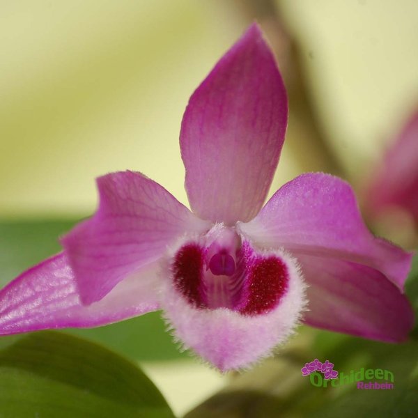 Dendrobium parishii - Duftorchidee, getopft