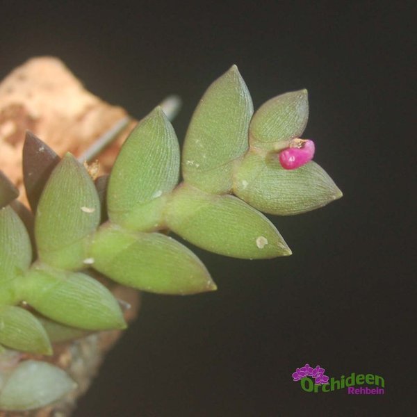 Dendrobium rosellum - aufgebunden