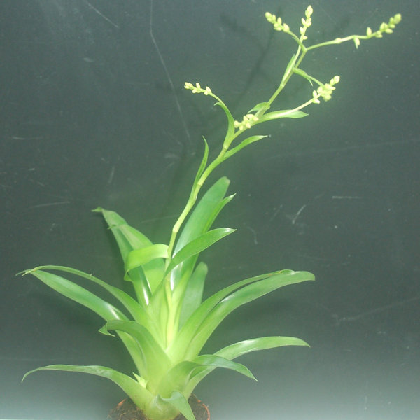 Catopsis mooreniana, breitblättrig, grün