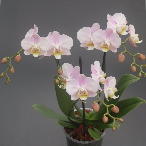 Phalaenopsis-Hybride Zart Rosé ,  1  Pflanze im Topf,  3 Rispen