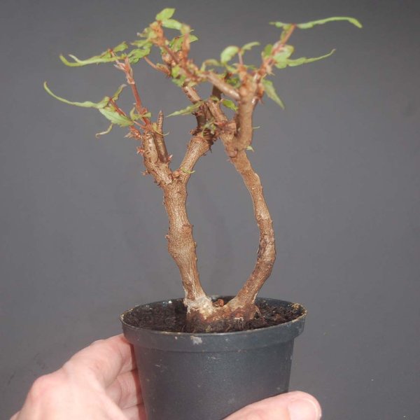 Begonia partita (Syn.), Begonia dregei - Bonsaibegonie - Twins