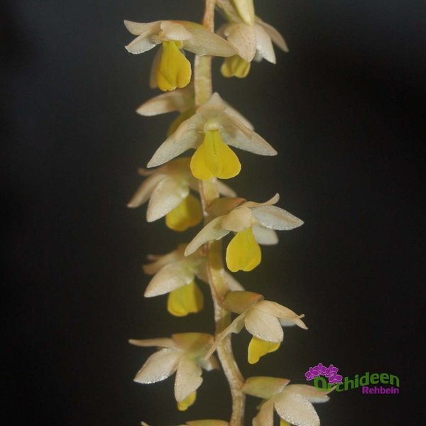 Dendrochilum cobbianum - Duftorchidee