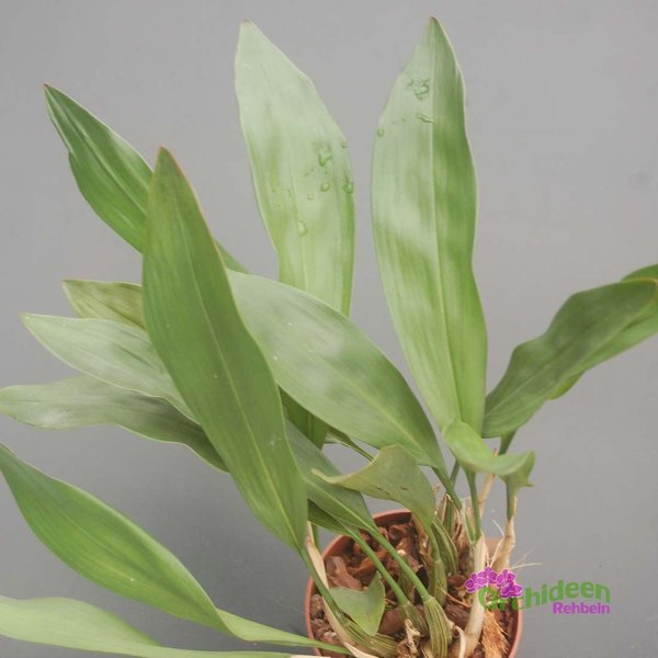 Dendrochilum cobbianum - Duftorchidee