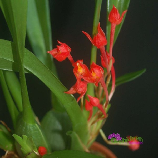 Ornithidium coccineum (Syn.) - Maxillaria coccinea - Rarität
