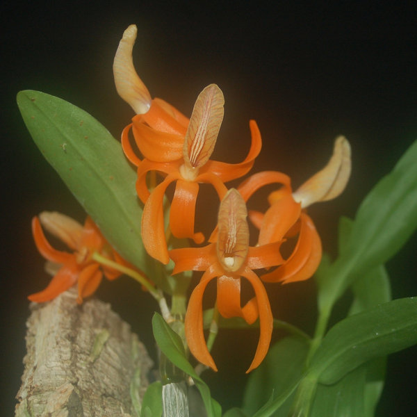 Dendrobium unicum - Duftorchidee, aufgebunden